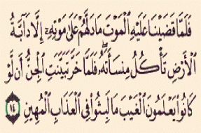 اعجاز علمی جالب از موريانه‌ها در قرآن