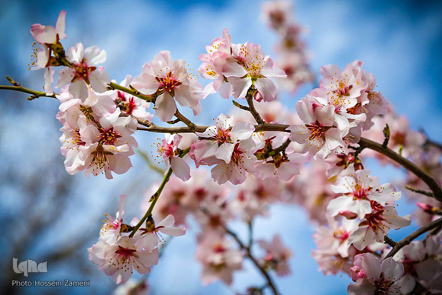 رستاخیز طبیعت در شهرستان سامان ‎