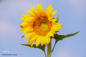 مزرعه گل آفتابگردان در شاهین شهر اصفهان