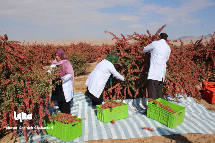 خوشه&zwnj;هایی که برکت می&zwnj;آورد