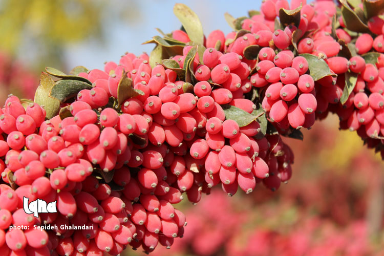 خوشه&zwnj;هایی که برکت می&zwnj;آورد