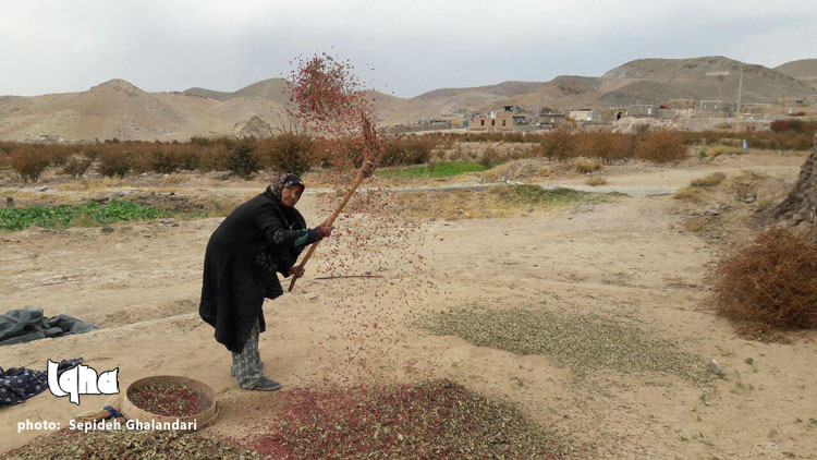 برداشت عقیق سرخ در خراسان&zwnj;جنوبی به&zwnj; روایت تصویر