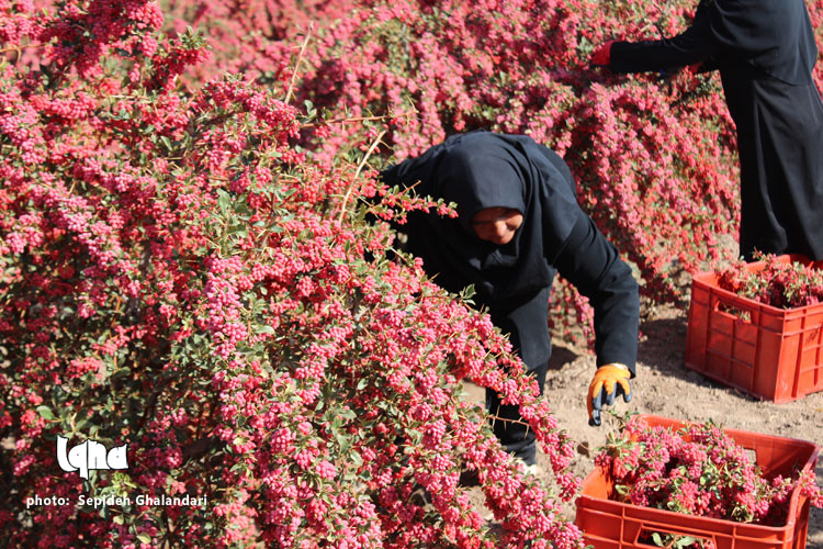 برداشت عقیق سرخ در خراسان&zwnj;جنوبی به&zwnj; روایت تصویر