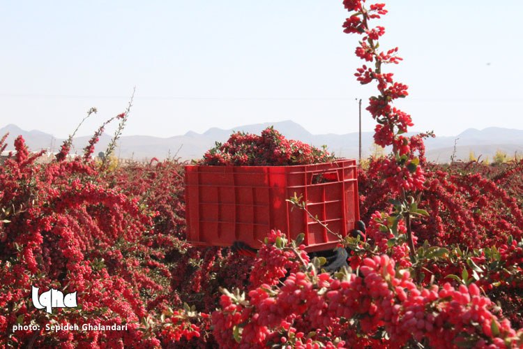 برداشت عقیق سرخ در خراسان&zwnj;جنوبی به&zwnj; روایت تصویر