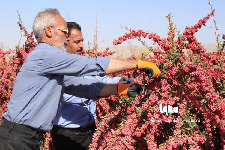 برداشت عقیق سرخ در خراسان&zwnj;جنوبی به&zwnj; روایت تصویر