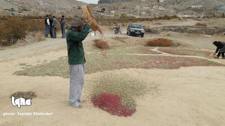 برداشت عقیق سرخ در خراسان&zwnj;جنوبی به&zwnj; روایت تصویر