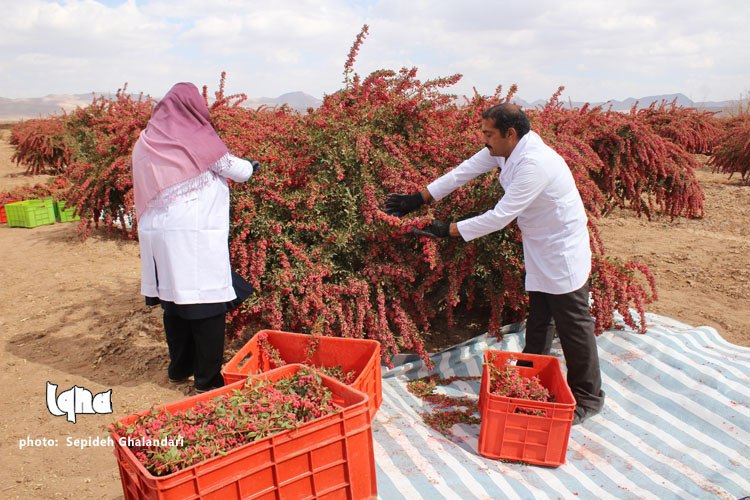 برداشت عقیق سرخ در خراسان&zwnj;جنوبی به&zwnj; روایت تصویر