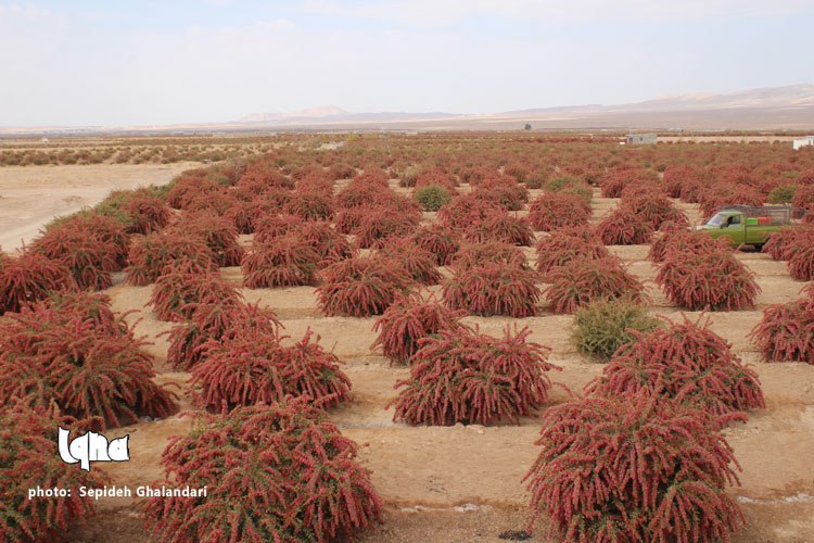 برداشت عقیق سرخ در خراسان&zwnj;جنوبی به&zwnj; روایت تصویر