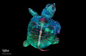 برگزیدگان مسابقه عکاسی از دنیای کوچک 2019