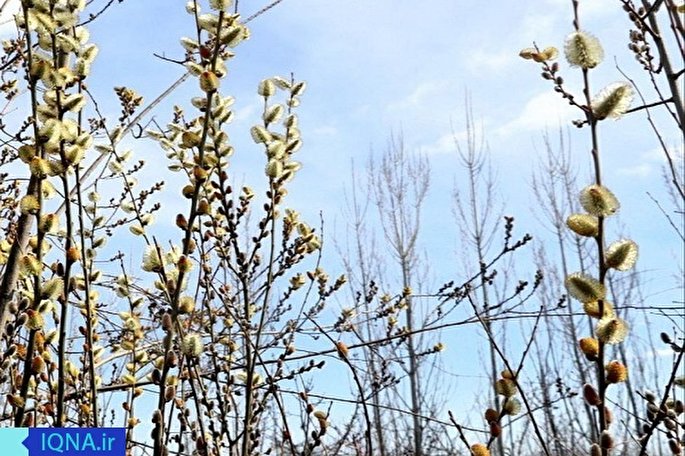 عکس | بیدمشک پیام‌آور بهار می‌شود