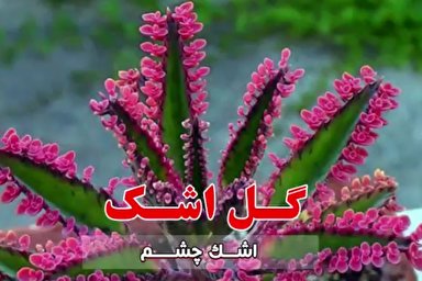 فیلم | اشک چشم و رشد معنوی انسان