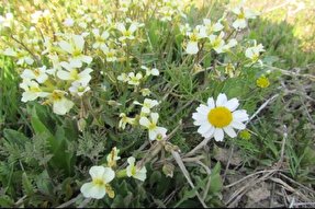 عکس | ارومیه در بهار