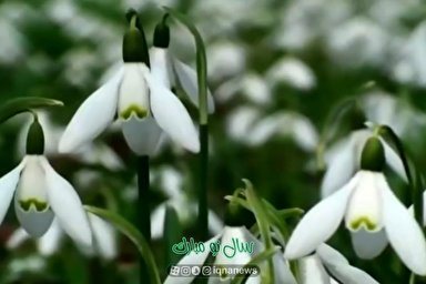 ویدئوکست | بهارآفرین باش