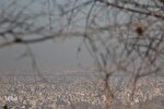 عکس | افزایش آلودگی هوا در مشهد