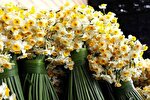 ۸ هزار شاخه گل؛ هدیه نرگس‌کاران بهبهان به حرم مطهر رضوی