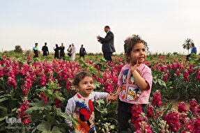 عکس | برداشت گل شب‌بو در حمیدیه