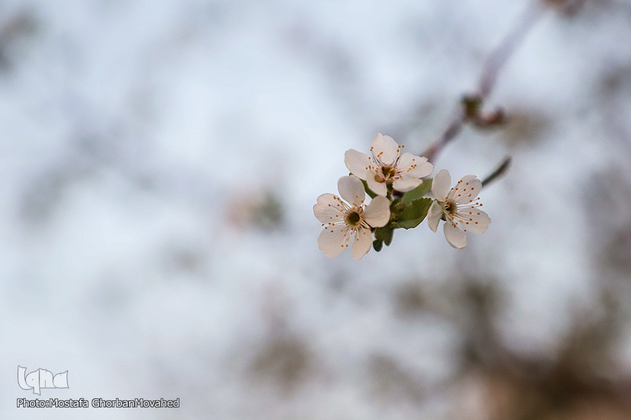 وقوع پديده گل انگيزي يا شكوفه زنی درختان ميوه در پاييز اهر