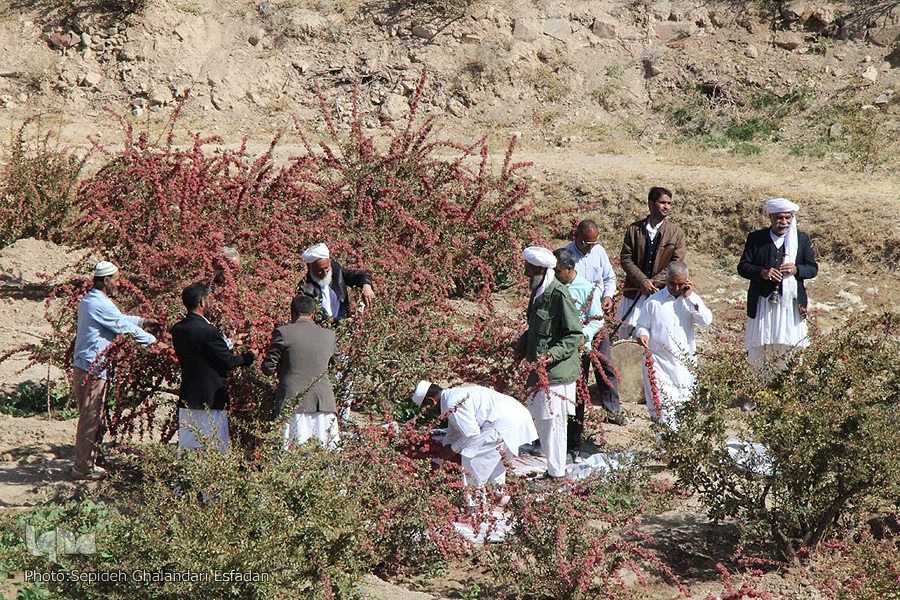 جشنواره زرشک خراسان جنوبی