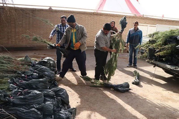 اهدای ۱۹ هزار درخت همیشه سبز به شهروندان یزدی 