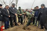 آیین درختکاری به مناسبت هفته منابع طبیعی در مهاباد برگزار شد