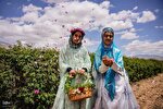جشنواره گل محمدی در میمند فارس