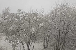 فیلم | بارش برف بهاری در کلیبر