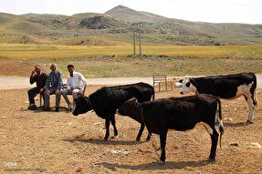 بازار خرید و فروش دام در عید قربان – شهرستان اهر