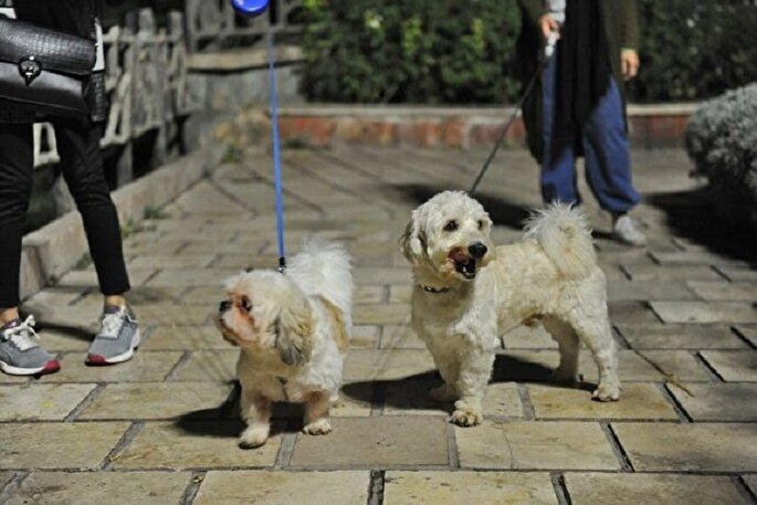 ممنوعیت سگ‌گردانی در اماکن عمومی فارس ابلاغ شد