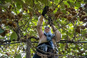 معیشت خانواده پای درختان کیوی