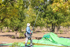 برداشت عناب در خراسان جنوبی