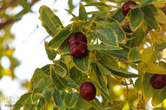 برداشت عناب در خراسان جنوبی