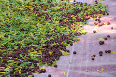 برداشت عناب در خراسان جنوبی