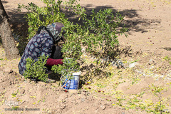 برداشت عناب در خراسان جنوبی