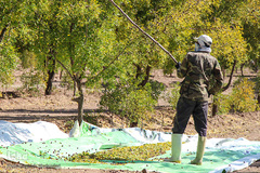 برداشت عناب در خراسان جنوبی