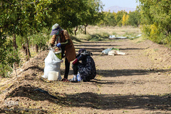 برداشت عناب در خراسان جنوبی