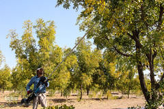 برداشت عناب در خراسان جنوبی