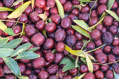 برداشت عناب در خراسان جنوبی