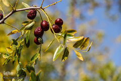 برداشت عناب در خراسان جنوبی