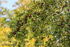 برداشت عناب در خراسان جنوبی