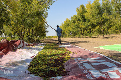 برداشت عناب در خراسان جنوبی