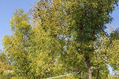 برداشت عناب در خراسان جنوبی