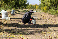 برداشت عناب در خراسان جنوبی