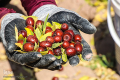 برداشت عناب در خراسان جنوبی