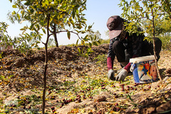 برداشت عناب در خراسان جنوبی