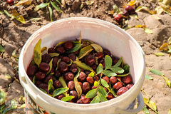 برداشت عناب در خراسان جنوبی