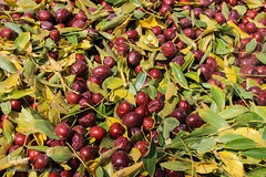 برداشت عناب در خراسان جنوبی