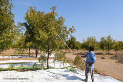 برداشت عناب در خراسان جنوبی