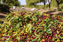 برداشت عناب در خراسان جنوبی