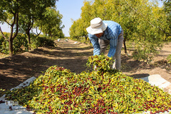 برداشت عناب در خراسان جنوبی