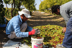 برداشت عناب در خراسان جنوبی